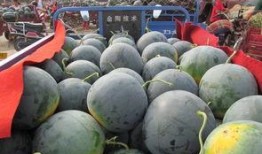 做梦自己贩卖西瓜吃瓜,一梦成真，我与西瓜的甜蜜邂逅