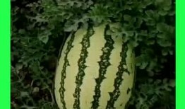 襄阳吃瓜的地方,那些不可错过的吃瓜胜地