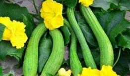 吃瓜比种瓜多,吃瓜群众比种瓜人更热闹