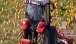 林妹吃瓜机,揭秘娱乐圈幕后故事