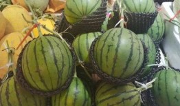 义务吃瓜,揭秘网络舆论背后的责任与担当