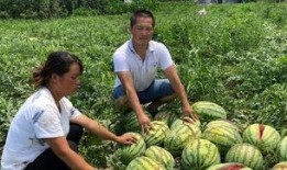 蓝田吃瓜事件视频播放,网络热议背后的真相揭秘