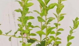 蓝瓜小苗可以吃,营养丰富的儿童健康食品新选择