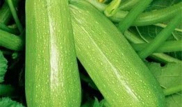 吃瓜比种瓜多,吃瓜群众比种瓜人更热闹