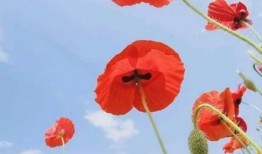 虞美人吃瓜视频,揭秘娱乐圈幕后真相