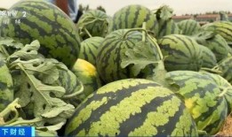 吃瓜中心,吃瓜中心带你领略明星幕后故事