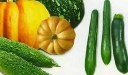 吃瓜白板,网络热议背后的真相与启示