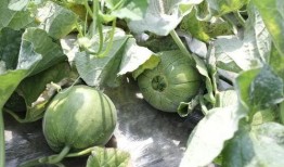 吃瓜绿是谁,网络红人的崛起与影响力