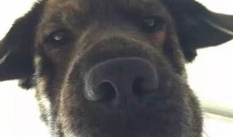 狗吃瓜的头像,趣味横生的吃瓜瞬间