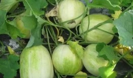 梦见吃甛瓜还分给别人吃,甛瓜佳肴的甜蜜传递