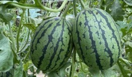 华职吃瓜,揭秘校园热点事件背后的真相