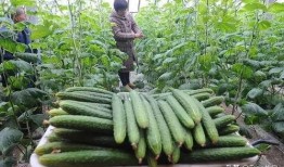 蓝瓜小苗可以吃,营养丰富的儿童健康食品新选择