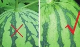 大家生瓜怎么吃,从传统到创新