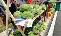 梁山观景台吃瓜,瓜果飘香，尽享夏日盛宴