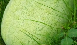 吃瓜绿是谁,网络红人的崛起与影响力