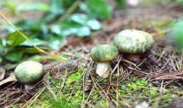 翻滚吧吃瓜菌,揭秘娱乐圈的幕后真相与趣味瞬间