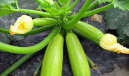 西葫芦瓜咋吃,探索美味与营养的完美结合