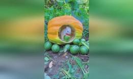 兔子吃梨瓜吗,探寻兔子饮食习惯之谜