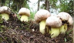 翻滚吧吃瓜菌,揭秘娱乐圈的幕后真相与趣味瞬间