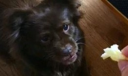 狗狗的吃瓜视频,萌态十足，网友直呼可爱爆表！