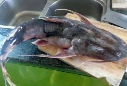 狂暴老鱼吃瓜,揭秘网络热点的背后真相