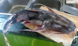 狂暴老鱼吃瓜,揭秘网络热点的背后真相