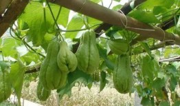 男孩吃佛手瓜好吗,男孩食用佛手瓜的益处与建议