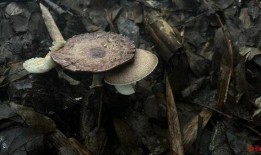 翻滚吧吃瓜菌,揭秘娱乐圈的幕后真相与趣味瞬间