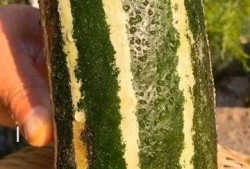 瓜字能组成吃瓜这个词吗,瓜字衍生出的网络流行语解析