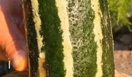 瓜字能组成吃瓜这个词吗,瓜字衍生出的网络流行语解析