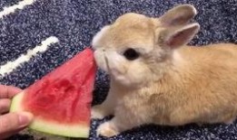 吃瓜兔图片大全,趣味横生图片大全