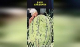 吃瓜搞笑配口型,口型演绎欢乐盛宴