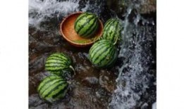 吃瓜小科普全集,揭秘娱乐圈那些事儿