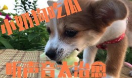 狗可以吃瓜嘛