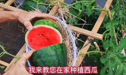 做梦自己贩卖西瓜吃瓜,一梦成真，我与西瓜的甜蜜邂逅