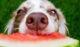 主人吃瓜狗吃瓜皮视频下载,主人狗子共享吃瓜乐趣，萌态视频引网友下载热潮