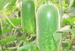 吃瓜解气视频大全,笑料百出，解压必备！