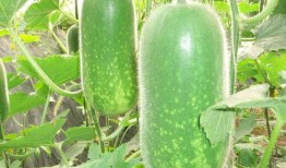 吃瓜解气视频大全,笑料百出，解压必备！