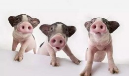 真猪吃瓜的图片