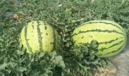 雅安天全吃瓜事件,揭秘背后真相与网络舆论风暴