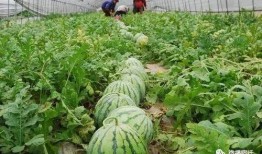 51朝阳吃瓜热门,揭秘热门事件背后的真相与笑料