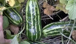 童年吃瓜回忆,那些难忘的吃瓜回忆