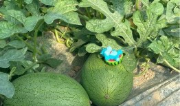 保持吃瓜,揭秘吃瓜群众的快乐与烦恼