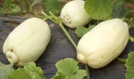 不敢吃的大瓜,揭秘那些让人望而却步的禁忌大瓜