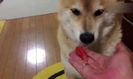 狗狗的吃瓜视频,萌态十足，网友直呼可爱爆表！