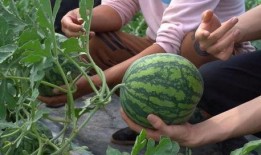 莎头外协吃瓜,揭秘娱乐圈的甜蜜瓜田