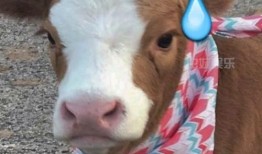 抖音吃瓜锦集,盘点热门事件幕后真相